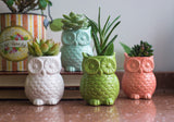 Owl Vase Magnets, Set of 4